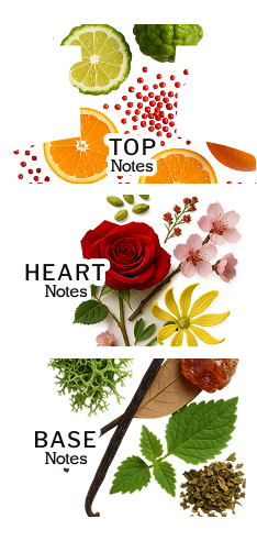 Olfactory Pyramid