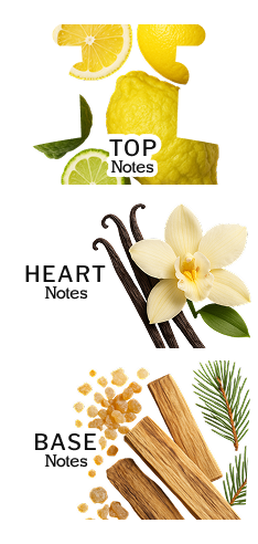 Olfactory Pyramid